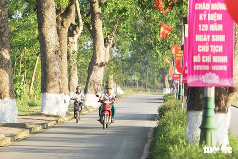 Hàng cây xà cừ hơn nửa thế kỷ trên quê hương Bác Hồ - Ảnh 3. Hàng cây xà cừ hơn nửa thế kỷ trên quê hương Bác Hồ - Ảnh 3.