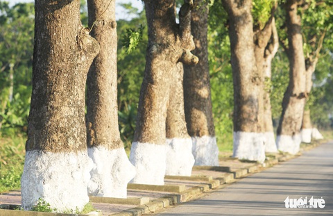 Hàng cây xà cừ hơn nửa thế kỷ trên quê hương Bác Hồ - Ảnh 7. Hàng cây xà cừ hơn nửa thế kỷ trên quê hương Bác Hồ - Ảnh 7.