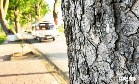 Hàng cây xà cừ hơn nửa thế kỷ trên quê hương Bác Hồ - Ảnh 4. Hàng cây xà cừ hơn nửa thế kỷ trên quê hương Bác Hồ - Ảnh 4.