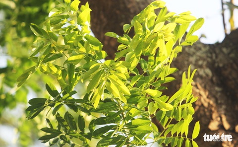 Hàng cây xà cừ hơn nửa thế kỷ trên quê hương Bác Hồ - Ảnh 10. Hàng cây xà cừ hơn nửa thế kỷ trên quê hương Bác Hồ - Ảnh 10.