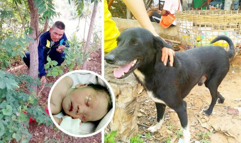 Chú chó 3 chân cứu sống bé trai sơ sinh bị ‘mẹ nhí’ 15 tuổi chôn sống - Ảnh 1. Chú chó 3 chân cứu sống bé trai sơ sinh bị ‘mẹ nhí’ 15 tuổi chôn sống - Ảnh 1.