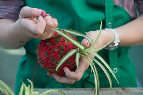 Tô điểm không gian sống với nghệ thuật trồng cây Kokedama của người Nhật - Ảnh 1. Tô điểm không gian sống với nghệ thuật trồng cây Kokedama của người Nhật - Ảnh 1.
