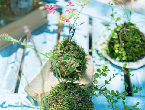 Tô điểm không gian sống với nghệ thuật trồng cây Kokedama của người Nhật - Ảnh 3. Tô điểm không gian sống với nghệ thuật trồng cây Kokedama của người Nhật - Ảnh 3.