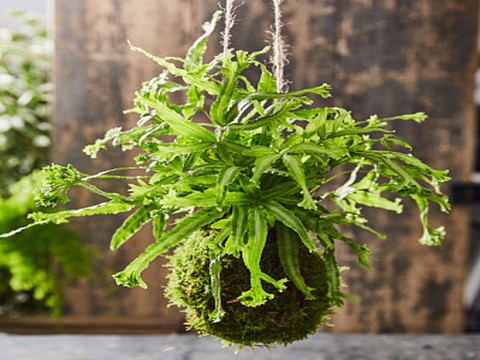 Tô điểm không gian sống với nghệ thuật trồng cây Kokedama của người Nhật - Ảnh 4. Tô điểm không gian sống với nghệ thuật trồng cây Kokedama của người Nhật - Ảnh 4.