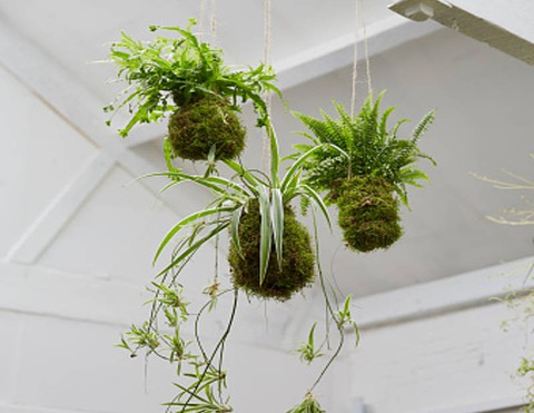 Tô điểm không gian sống với nghệ thuật trồng cây Kokedama của người Nhật - Ảnh 5. Tô điểm không gian sống với nghệ thuật trồng cây Kokedama của người Nhật - Ảnh 5.