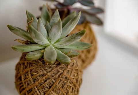 Tô điểm không gian sống với nghệ thuật trồng cây Kokedama của người Nhật - Ảnh 6. Tô điểm không gian sống với nghệ thuật trồng cây Kokedama của người Nhật - Ảnh 6.
