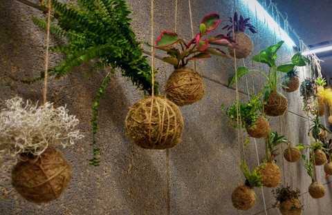 Tô điểm không gian sống với nghệ thuật trồng cây Kokedama của người Nhật - Ảnh 9. Tô điểm không gian sống với nghệ thuật trồng cây Kokedama của người Nhật - Ảnh 9.