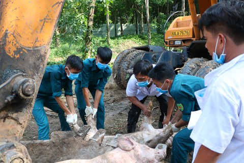 Dịch tả heo châu Phi đã xuất hiện ở Bình Dương, áp sát TP.HCM - Ảnh 1. Dịch tả heo châu Phi đã xuất hiện ở Bình Dương, áp sát TP.HCM - Ảnh 1.