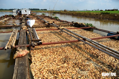 Cá lồng bè chết trắng sông La Ngà đã lên đến gần 1.000 tấn - Ảnh 1. Cá lồng bè chết trắng sông La Ngà đã lên đến gần 1.000 tấn - Ảnh 1.