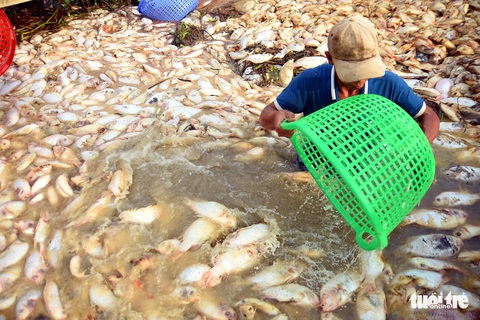Cá lồng bè chết trắng sông La Ngà đã lên đến gần 1.000 tấn - Ảnh 3. Cá lồng bè chết trắng sông La Ngà đã lên đến gần 1.000 tấn - Ảnh 3.