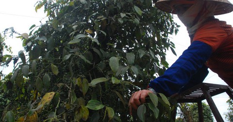 Vùng hồ tiêu lớn nhất nước sẽ phá sản nếu không được hỗ trợ - Ảnh 1. Vùng hồ tiêu lớn nhất nước sẽ phá sản nếu không được hỗ trợ - Ảnh 1.