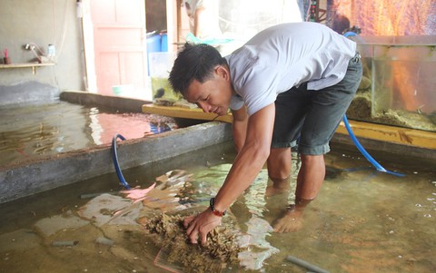 Những người trẻ của đảo Lý Sơn - Kỳ 1: Chàng kỹ sư đi bán cá - Ảnh 3. Những người trẻ của đảo Lý Sơn - Kỳ 1: Chàng kỹ sư đi bán cá - Ảnh 3.