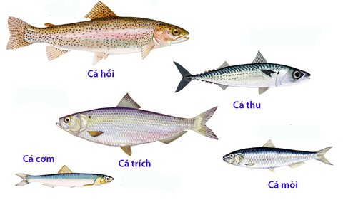 Làm thế nào để tránh hấp thu thủy ngân và tăng hấp thụ omega-3 có trong cá? - Ảnh 1. Làm thế nào để tránh hấp thu thủy ngân và tăng hấp thụ omega-3 có trong cá? - Ảnh 1.