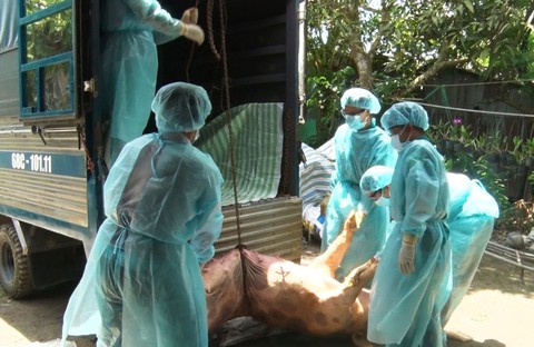 Kiên Giang phát hiện ổ dịch tả heo châu Phi đầu tiên - Ảnh 1. Kiên Giang phát hiện ổ dịch tả heo châu Phi đầu tiên - Ảnh 1.