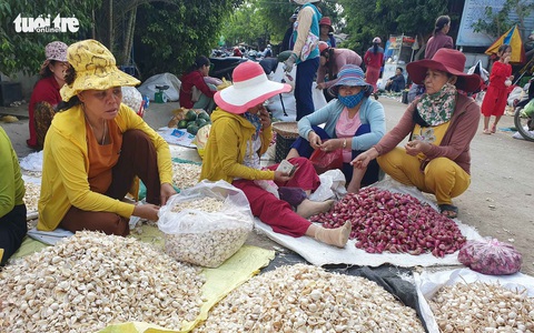 Những người trẻ của đảo Lý Sơn - Kỳ 2: Sống chết với đặc sản quê hương - Ảnh 3. Những người trẻ của đảo Lý Sơn - Kỳ 2: Sống chết với đặc sản quê hương - Ảnh 3.