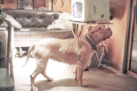 Cô chó pitbull trong phim của Quentin Tarantino đoạt Cành cọ vàng - Ảnh 4. Cô chó pitbull trong phim của Quentin Tarantino đoạt Cành cọ vàng - Ảnh 4.