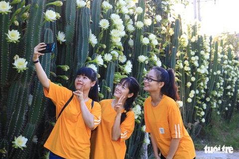 Xúm nhau chụp hình với hàng rào xương rồng nở hoa nọc trụ - Ảnh 1. Xúm nhau chụp hình với hàng rào xương rồng nở hoa nọc trụ - Ảnh 1.