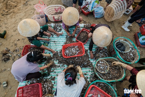 Chợ cá họp trước bình minh nơi làng chài Cửa Nhượng - Ảnh 8. Chợ cá họp trước bình minh nơi làng chài Cửa Nhượng - Ảnh 8.