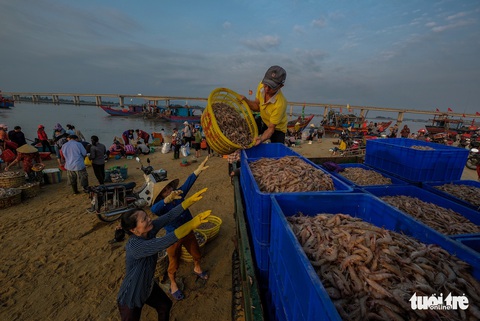 Chợ cá họp trước bình minh nơi làng chài Cửa Nhượng - Ảnh 7. Chợ cá họp trước bình minh nơi làng chài Cửa Nhượng - Ảnh 7.