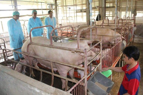 Cần Thơ là địa phương thứ 6 ở ĐBSCL có dịch tả heo châu Phi - Ảnh 1. Cần Thơ là địa phương thứ 6 ở ĐBSCL có dịch tả heo châu Phi - Ảnh 1.