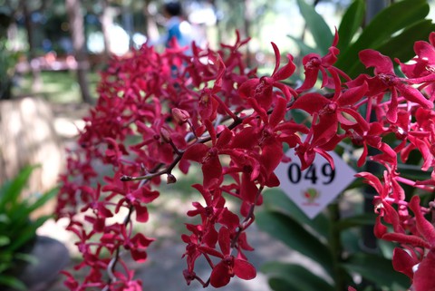 Lan khoe sắc quý phái ở Nha Trang - Ảnh 5. Lan khoe sắc quý phái ở Nha Trang - Ảnh 5.