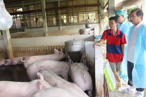 Tiêu hủy trên 1,7 triệu con heo trong vùng nhiễm tả heo châu Phi - Ảnh 1. Tiêu hủy trên 1,7 triệu con heo trong vùng nhiễm tả heo châu Phi - Ảnh 1.