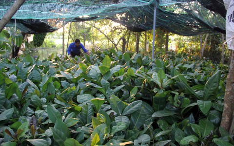 nguyễn duy niệm nguyễn duy niệm