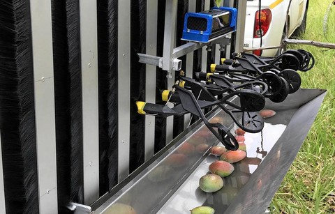 Úc thử nghiệm robot hái xoài đầu tiên trên thế giới - Ảnh 1. Úc thử nghiệm robot hái xoài đầu tiên trên thế giới - Ảnh 1.