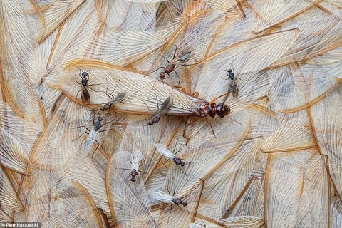 Ảnh thiên nhiên tuyệt đẹp từ Natural World Photography - Ảnh 8. Ảnh thiên nhiên tuyệt đẹp từ Natural World Photography - Ảnh 8.
