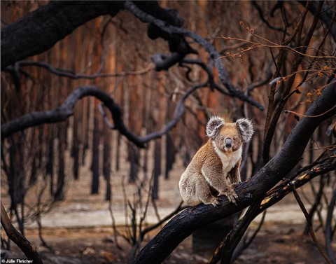 Ảnh thiên nhiên tuyệt đẹp từ Natural World Photography - Ảnh 7. Ảnh thiên nhiên tuyệt đẹp từ Natural World Photography - Ảnh 7.