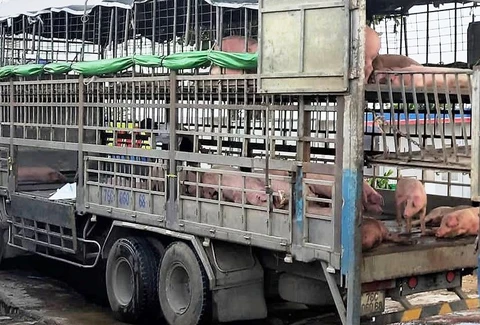 Heo nhiễm dịch tả châu Phi vẫn chở đem bán ở nhiều nơi tại Quảng Nam - Ảnh 1. Heo nhiễm dịch tả châu Phi vẫn chở đem bán ở nhiều nơi tại Quảng Nam - Ảnh 1.