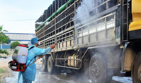 Heo nhiễm dịch tả châu Phi vẫn chở đem bán ở nhiều nơi tại Quảng Nam - Ảnh 2. Heo nhiễm dịch tả châu Phi vẫn chở đem bán ở nhiều nơi tại Quảng Nam - Ảnh 2.