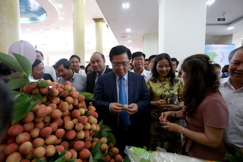 Lần đầu tiên vải thiều Bắc Giang có sản phẩm hữu cơ - Ảnh 1. Lần đầu tiên vải thiều Bắc Giang có sản phẩm hữu cơ - Ảnh 1.