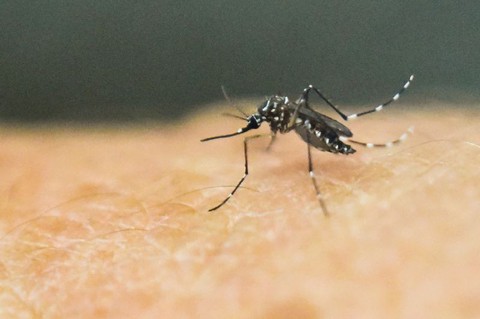 Mỹ phê chuẩn vắc xin Dengvaxia phòng sốt xuất huyết - Ảnh 1. Mỹ phê chuẩn vắc xin Dengvaxia phòng sốt xuất huyết - Ảnh 1.