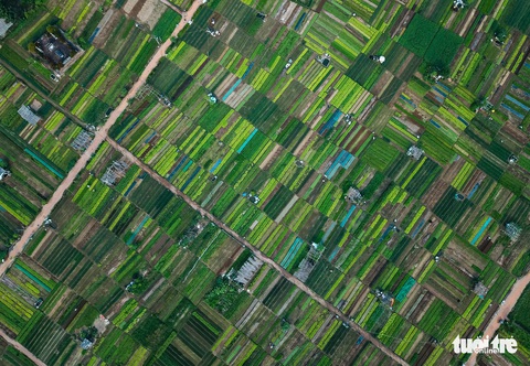 Đứng giữa làng rau Trà Quế, thấy cuộc đời luôn là sớm mai - Ảnh 2. Đứng giữa làng rau Trà Quế, thấy cuộc đời luôn là sớm mai - Ảnh 2.