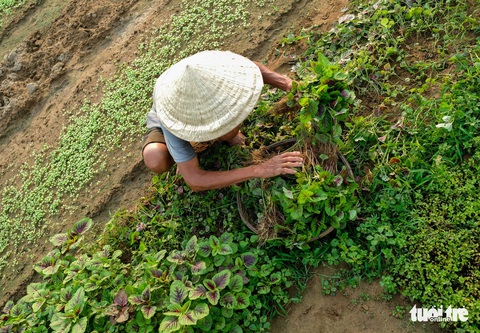 Đứng giữa làng rau Trà Quế, thấy cuộc đời luôn là sớm mai - Ảnh 7. Đứng giữa làng rau Trà Quế, thấy cuộc đời luôn là sớm mai - Ảnh 7.