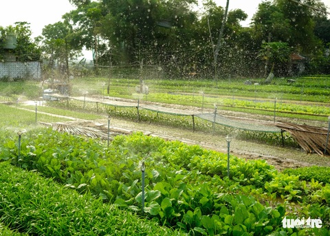 Đứng giữa làng rau Trà Quế, thấy cuộc đời luôn là sớm mai - Ảnh 9. Đứng giữa làng rau Trà Quế, thấy cuộc đời luôn là sớm mai - Ảnh 9.