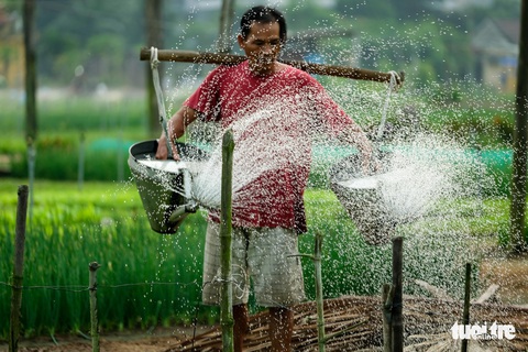 Đứng giữa làng rau Trà Quế, thấy cuộc đời luôn là sớm mai - Ảnh 3. Đứng giữa làng rau Trà Quế, thấy cuộc đời luôn là sớm mai - Ảnh 3.