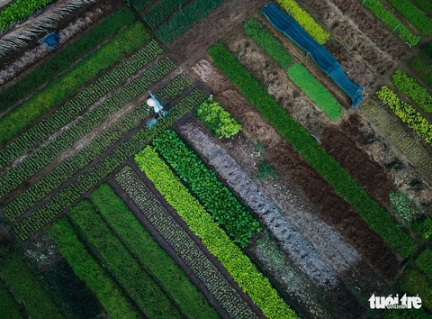 Đứng giữa làng rau Trà Quế, thấy cuộc đời luôn là sớm mai - Ảnh 4. Đứng giữa làng rau Trà Quế, thấy cuộc đời luôn là sớm mai - Ảnh 4.