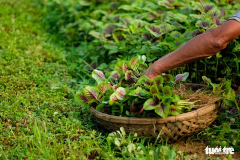Đứng giữa làng rau Trà Quế, thấy cuộc đời luôn là sớm mai - Ảnh 10. Đứng giữa làng rau Trà Quế, thấy cuộc đời luôn là sớm mai - Ảnh 10.