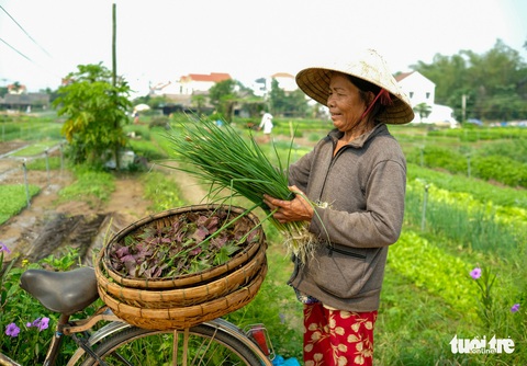 Đứng giữa làng rau Trà Quế, thấy cuộc đời luôn là sớm mai - Ảnh 11. Đứng giữa làng rau Trà Quế, thấy cuộc đời luôn là sớm mai - Ảnh 11.