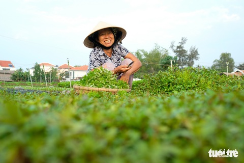 Đứng giữa làng rau Trà Quế, thấy cuộc đời luôn là sớm mai - Ảnh 12. Đứng giữa làng rau Trà Quế, thấy cuộc đời luôn là sớm mai - Ảnh 12.