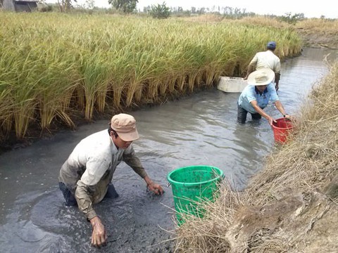 Đề tài cải thiện lúa Một bụi đỏ bỗng dưng bị loại vì… chủ nhiệm chuyển công tác - Ảnh 2. Đề tài cải thiện lúa Một bụi đỏ bỗng dưng bị loại vì… chủ nhiệm chuyển công tác - Ảnh 2.