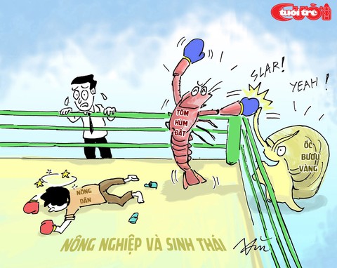 Biếm họa combo ốc bươu vàng và tôm hùm đất - Ảnh 2. Biếm họa combo ốc bươu vàng và tôm hùm đất - Ảnh 2.