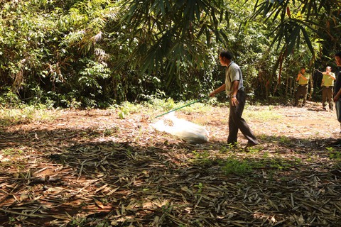 Cặp rắn hổ mây ‘khủng’ đã về rừng Đồng Nai - Ảnh 2. Cặp rắn hổ mây ‘khủng’ đã về rừng Đồng Nai - Ảnh 2.