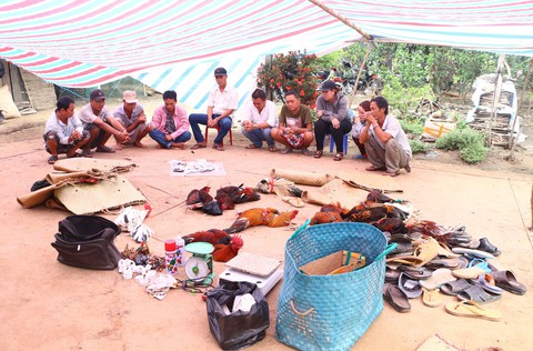 Vây bắt sới gà trăm triệu giữa vườn cây - Ảnh 1. Vây bắt sới gà trăm triệu giữa vườn cây - Ảnh 1.