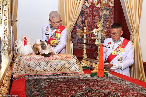 Con mèo Xiêm trong lễ đăng cơ của vua Thái là mèo giả hay thật? - Ảnh 1. Con mèo Xiêm trong lễ đăng cơ của vua Thái là mèo giả hay thật? - Ảnh 1.