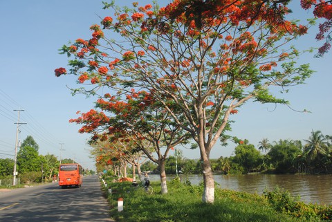 Ngỡ ngàng đường phượng bay dài 4 cây số ở Lấp Vò - Ảnh 2. Ngỡ ngàng đường phượng bay dài 4 cây số ở Lấp Vò - Ảnh 2.
