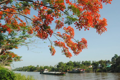 Ngỡ ngàng đường phượng bay dài 4 cây số ở Lấp Vò - Ảnh 4. Ngỡ ngàng đường phượng bay dài 4 cây số ở Lấp Vò - Ảnh 4.