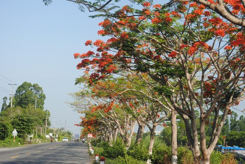 Ngỡ ngàng đường phượng bay dài 4 cây số ở Lấp Vò - Ảnh 5. Ngỡ ngàng đường phượng bay dài 4 cây số ở Lấp Vò - Ảnh 5.